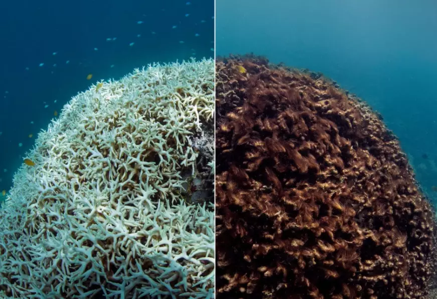 How do we stop coral bleaching?