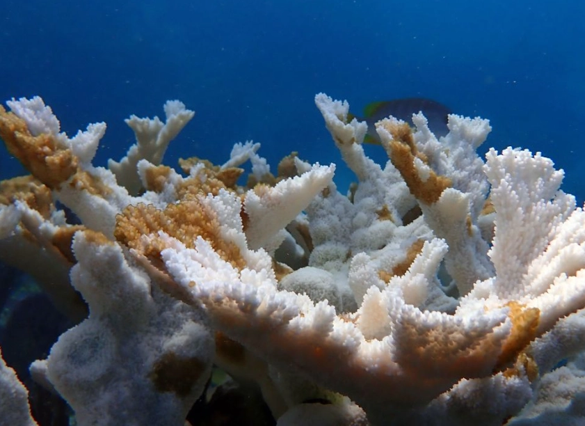 What are the effects of coral bleaching on marine ecosystems