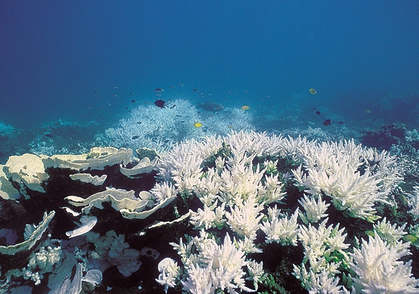 coral reef recovery