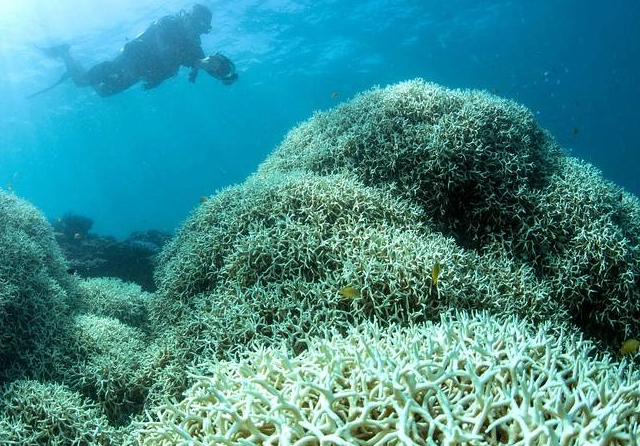 coral reef loss economic impact