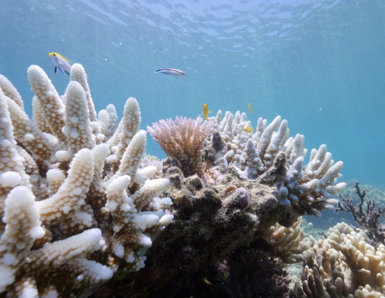 coral bleaching marine life