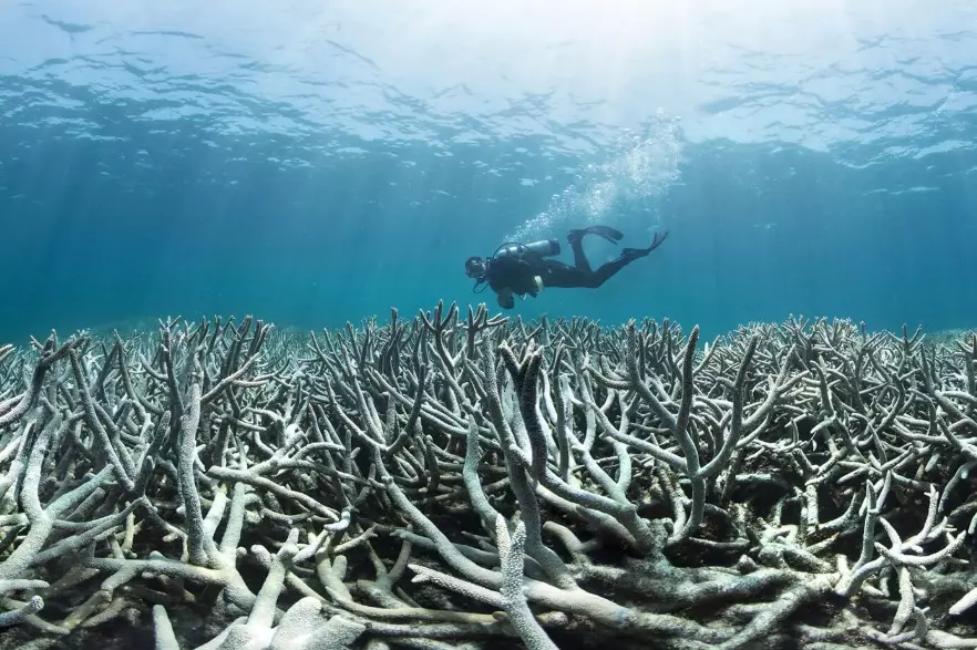coral bleaching