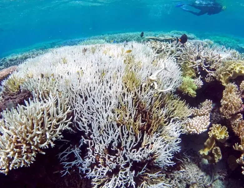 effects of coral bleaching on humans