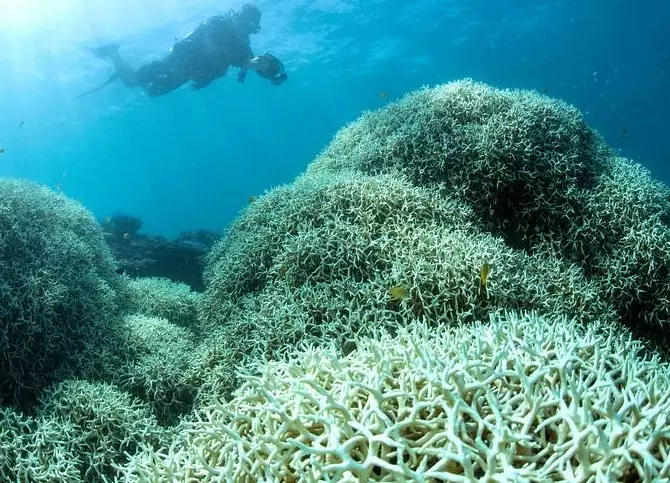 how to stop coral bleaching how to stop coral bleaching