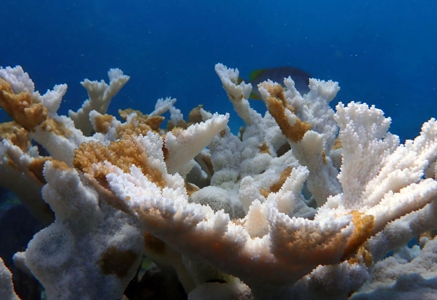 coral bleaching causes