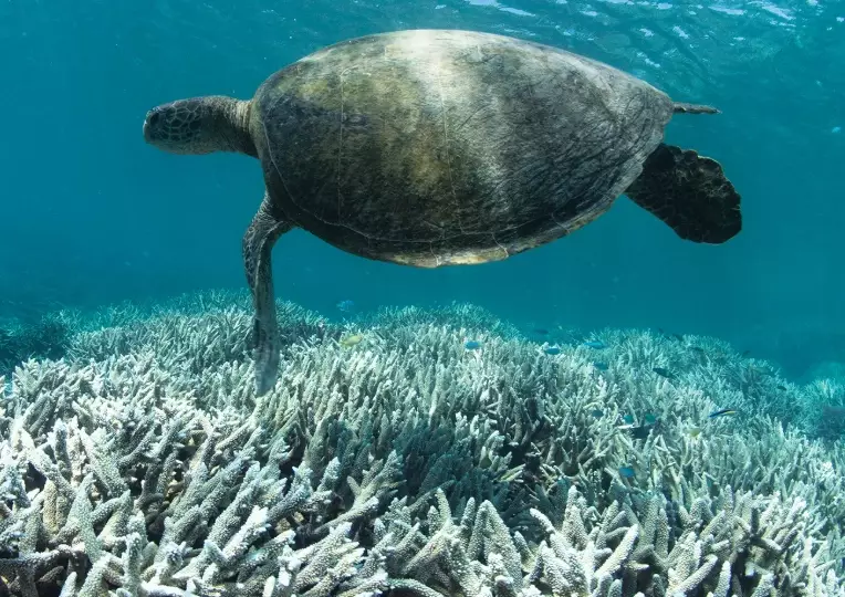 economic effects of coral bleaching