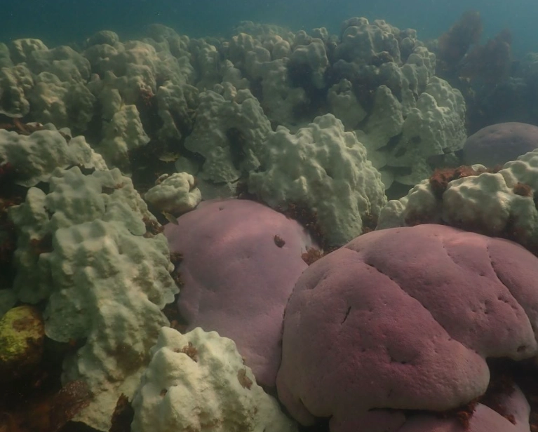 Florida Keys coral bleaching
