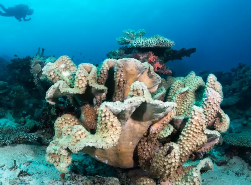 economic effects of coral bleaching