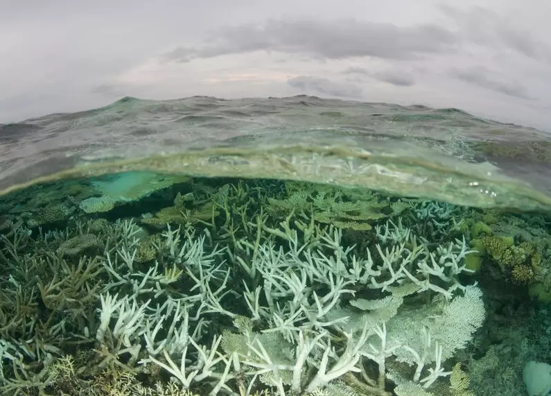 coral bleaching solutions coral bleaching solutions