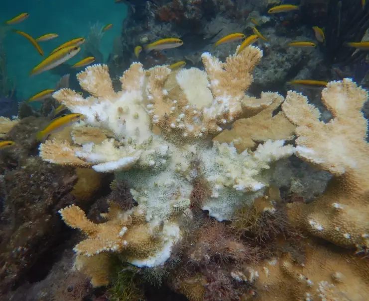 coral reef conservation