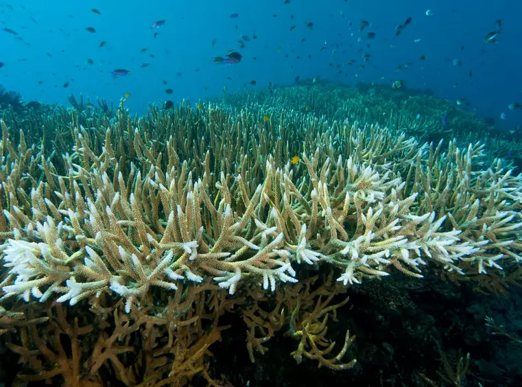 prevent coral bleaching prevent coral bleaching