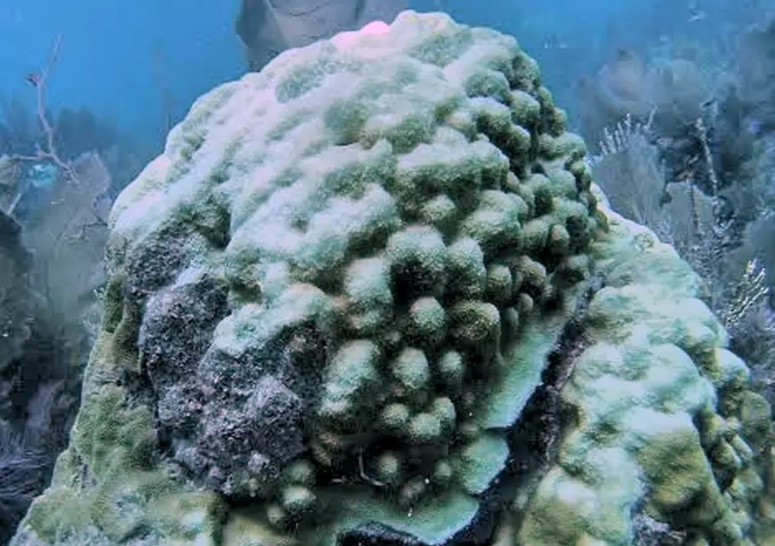 coral bleaching Florida Keys