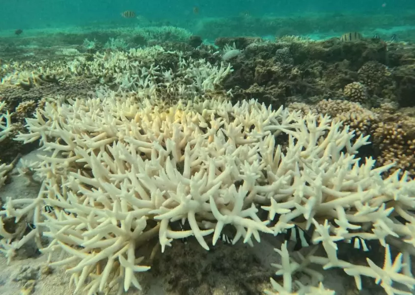 What does coral bleaching do to humans?