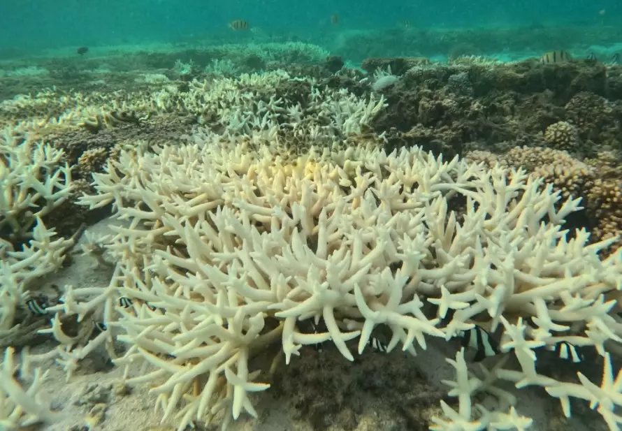coral bleaching causes