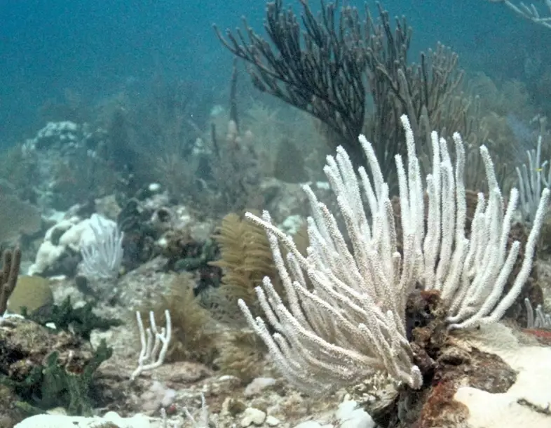 coral reefs Florida Keys