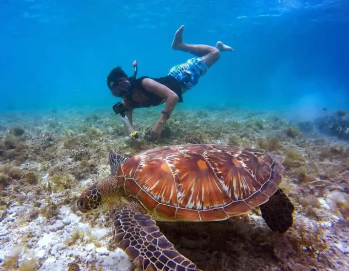 sea turtle encounters near Arizona