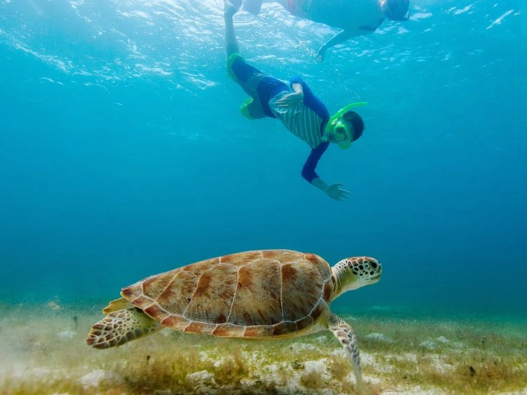 best snorkeling florida sea turtles