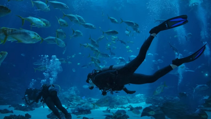 dive with whale sharks Atlanta