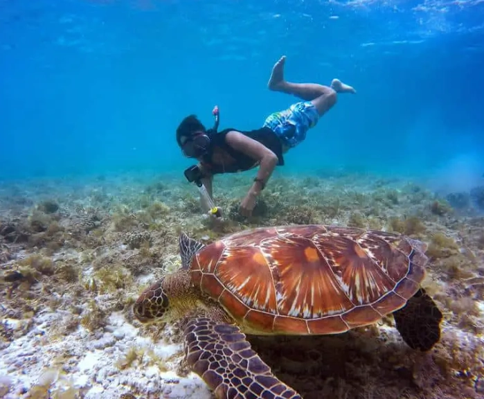 sea turtle snorkeling Orlando