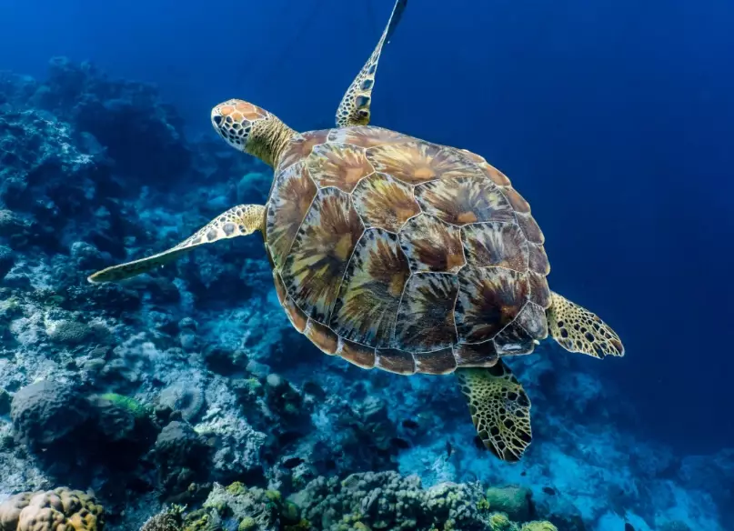 what to do if sea turtle approaches