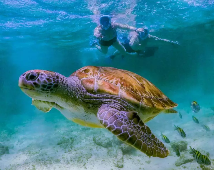 swim with sea turtles Caribbean