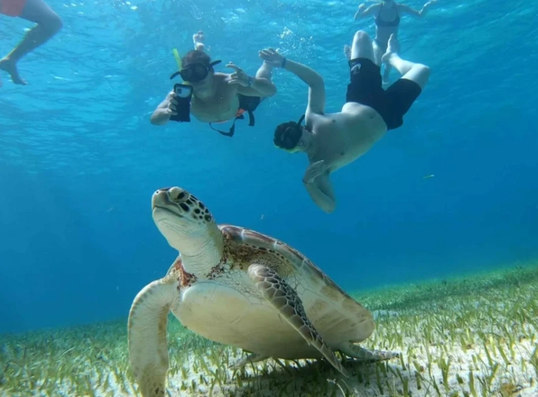 snorkeling with sea turtles florida