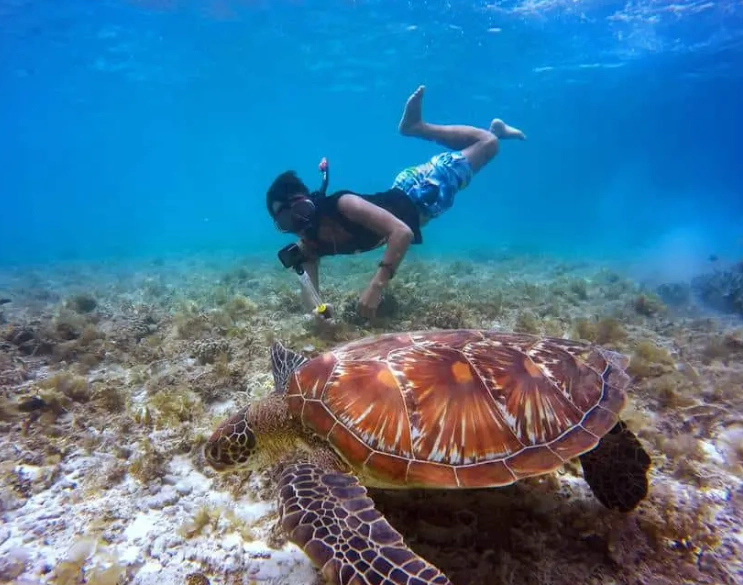 best snorkeling florida sea turtles