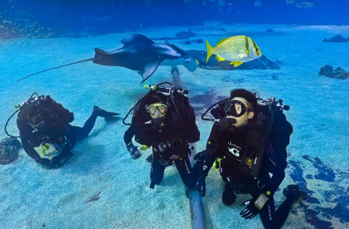 Can you scuba dive at the Atlanta aquarium?