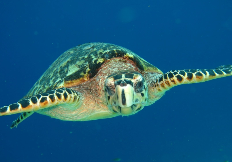 sea turtle safety tips
