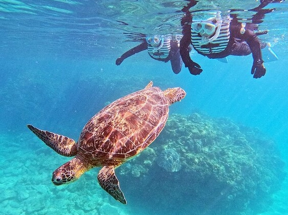 snorkeling with sea turtles florida