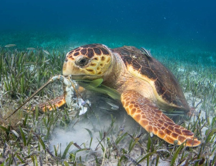 sea turtle encounter