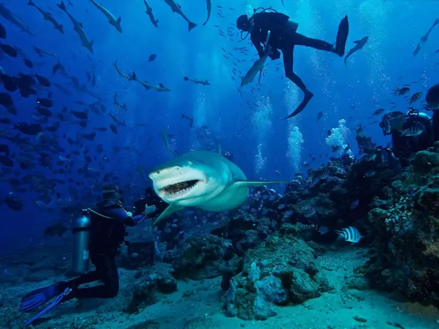 where to go scuba diving