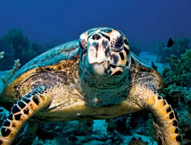 sea turtle safety tips