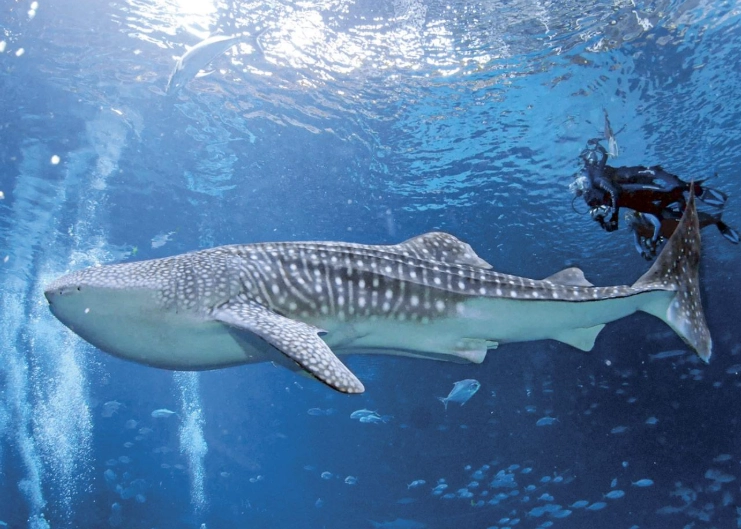 Atlanta aquarium diving experience