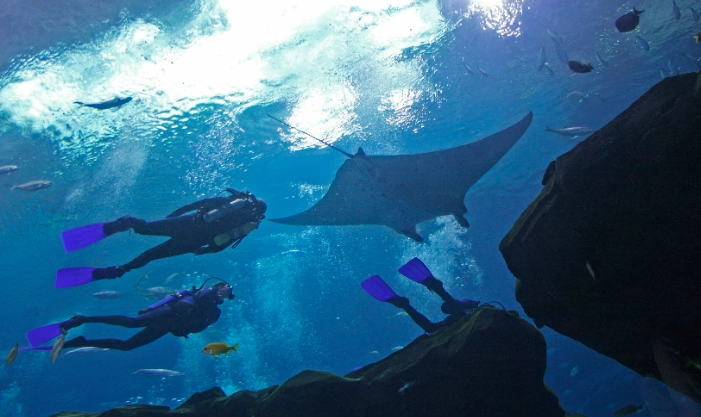 Georgia Aquarium scuba dive