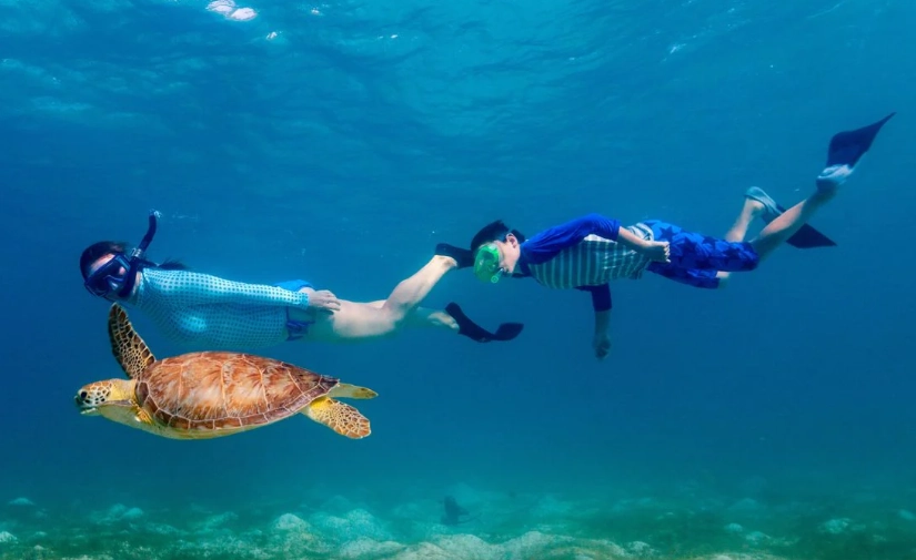snorkeling with sea turtles florida