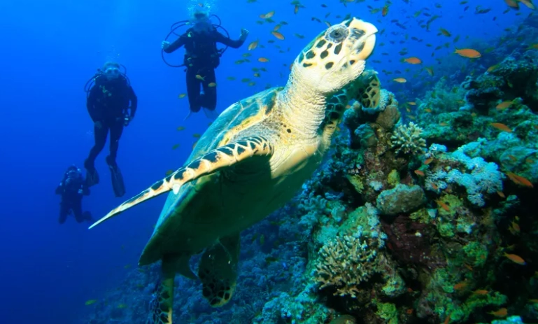 best Caribbean scuba diving