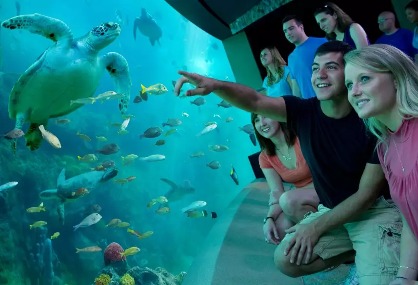 best places to see sea turtles Orlando