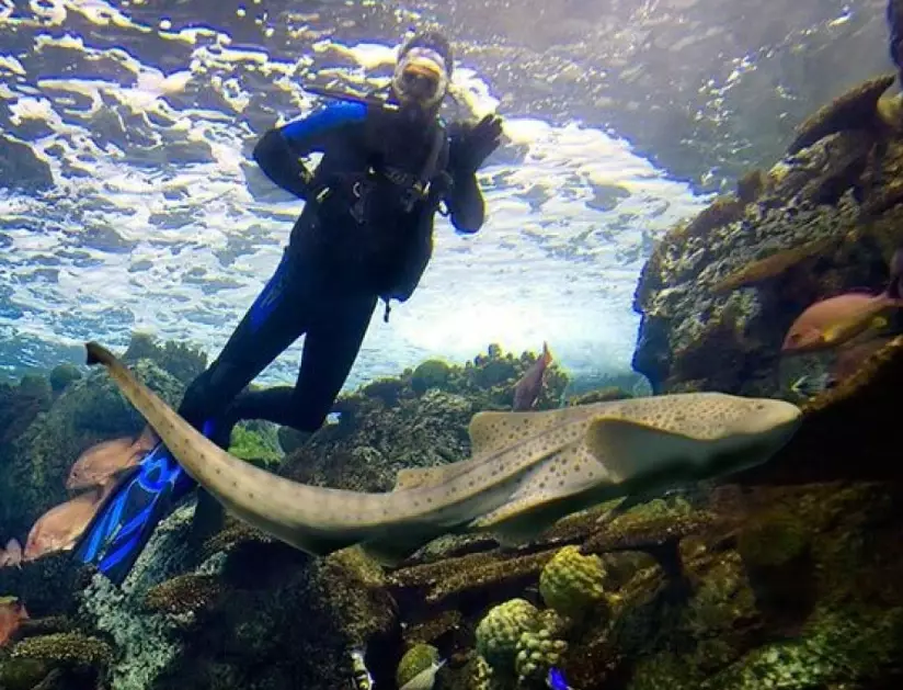 Can you scuba dive in an aquarium?