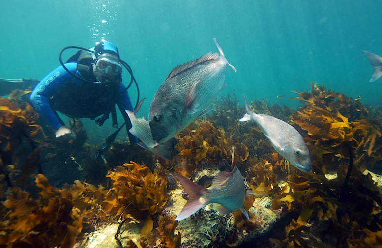 scuba diving pacific ocean