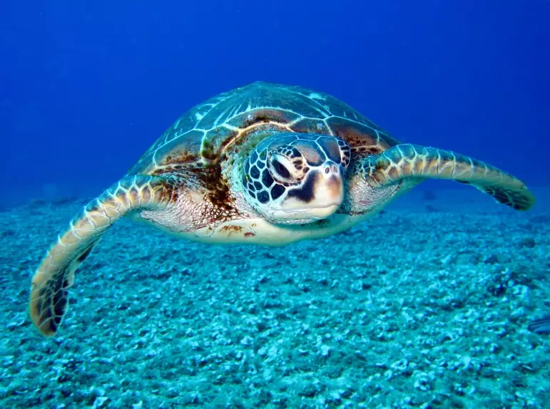 sea turtle encounter