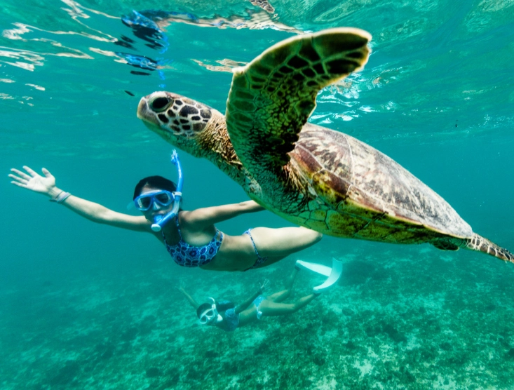 Florida turtle swim tours