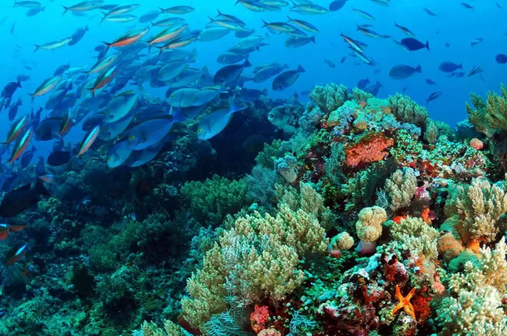 top diving destinations