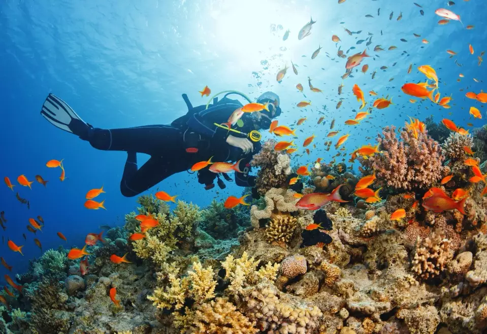 scuba diving travel guide