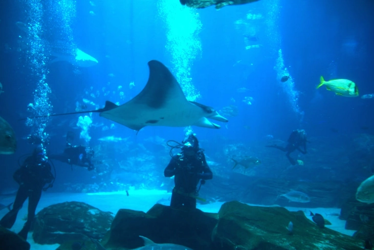 Atlanta aquarium diving experience