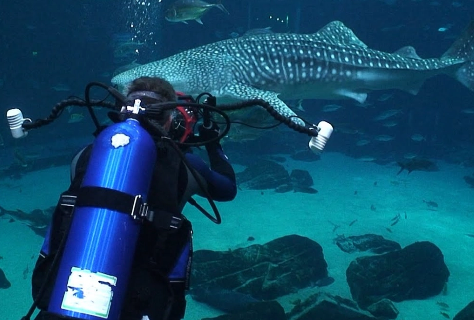 scuba diving with sharks