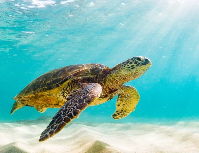 swim with sea turtles Arizona