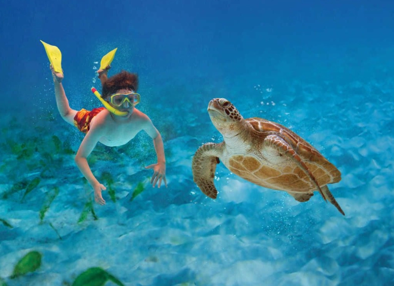 sea turtle snorkeling Orlando