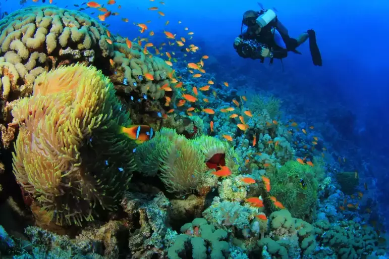 top pacific diving destinations