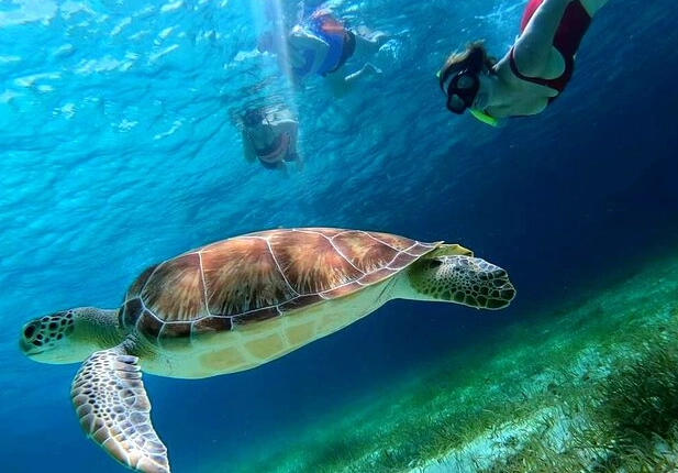 florida sea turtle snorkeling tours